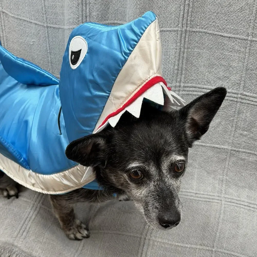 Shiny Blue SHARK Halloween Dog Costume Size Small Pet Dress Up Fin Teeth Funny